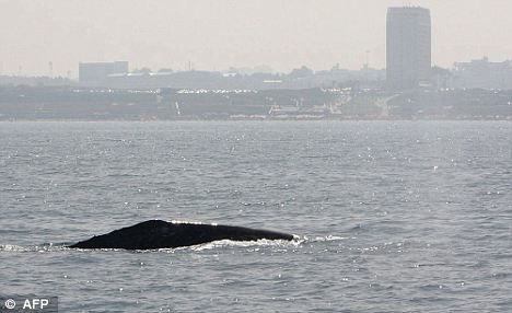 一頭灰鯨在以色列附近地中海海域浮出水面。