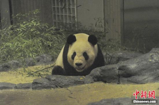 2011年2月22日，日本東京，雄性大熊貓“比力”（“力力”）在上野動物園內。