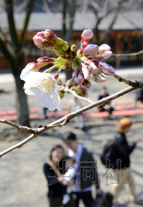 日本東京櫻花綻放與2002年同創最早開花紀錄