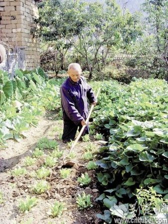 傅新德在地里種菜