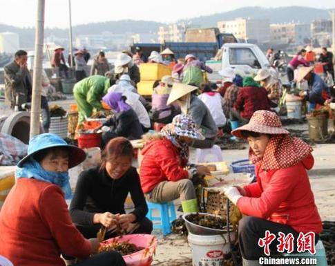 福建東山島漁村萬(wàn)名婦女家門口掘金