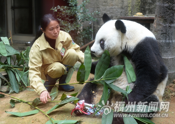 守護國寶27年　熊貓巴斯“媽媽”施飛寧猝然離世