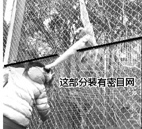 福州動物園一女孩攀圍欄喂食 被長臂猿拽發